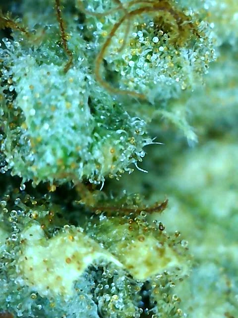 Kali's Mistery-Trichomes on Day 80F-g.jpg
