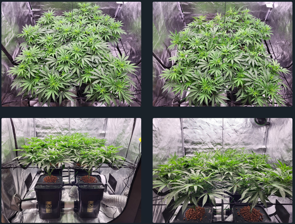 Kush Mints day51 LST.png