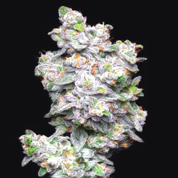 kush-mints-feminized-cannabis-seeds-best-THC-strongest-2022.jpg