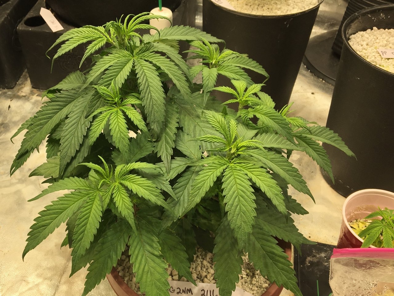 L3G (one of two beginning week 6)