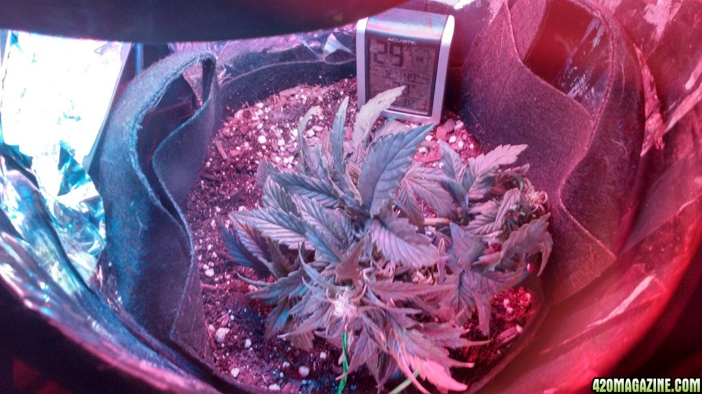 Lapis the Blue Mystic Auto, ~3.5 weeks from seed