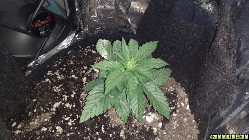 Lapis the Blue Mystic Auto, ~3 weeks from seed