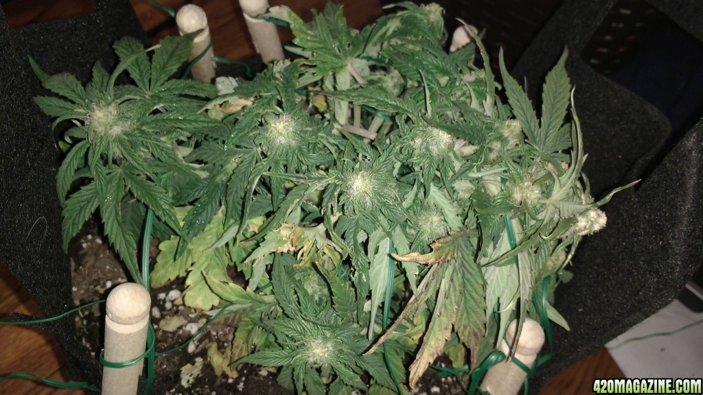 Lapis the Blue Mystic Auto, 4.5 weeks from seed