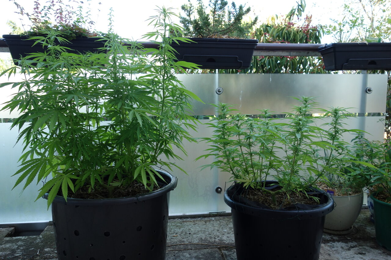 Last year's 2 plants for comparison, L-R: WW, Gorgonzola
