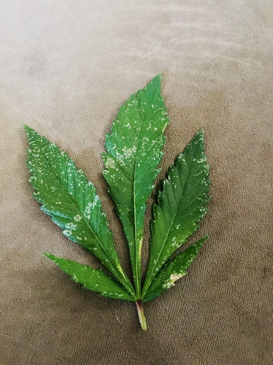 Leaf Damage 1.jpg