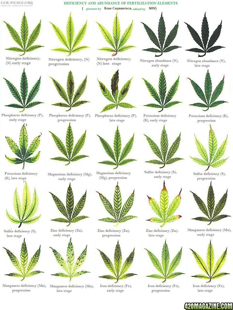 Leaf deficiency chart