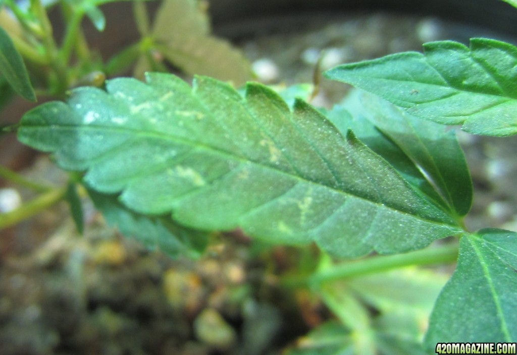 leaf pest damage II