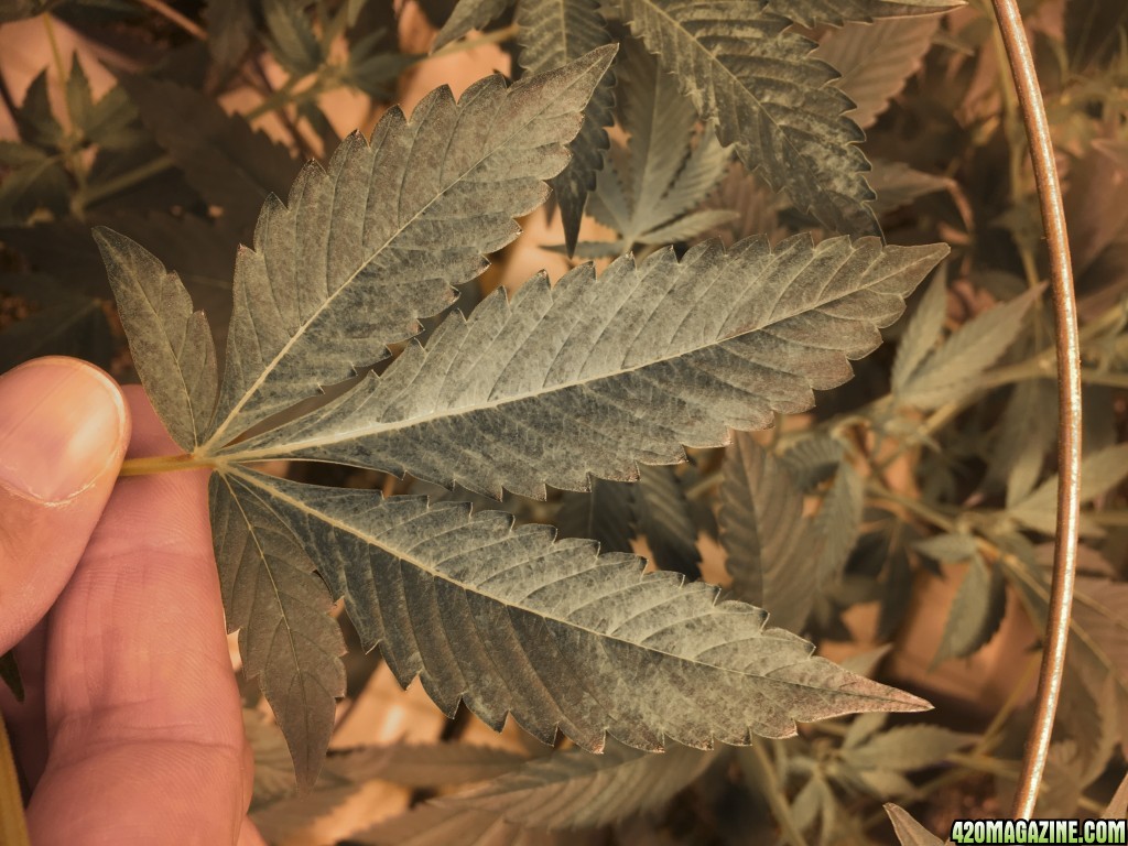 Leaf Problems