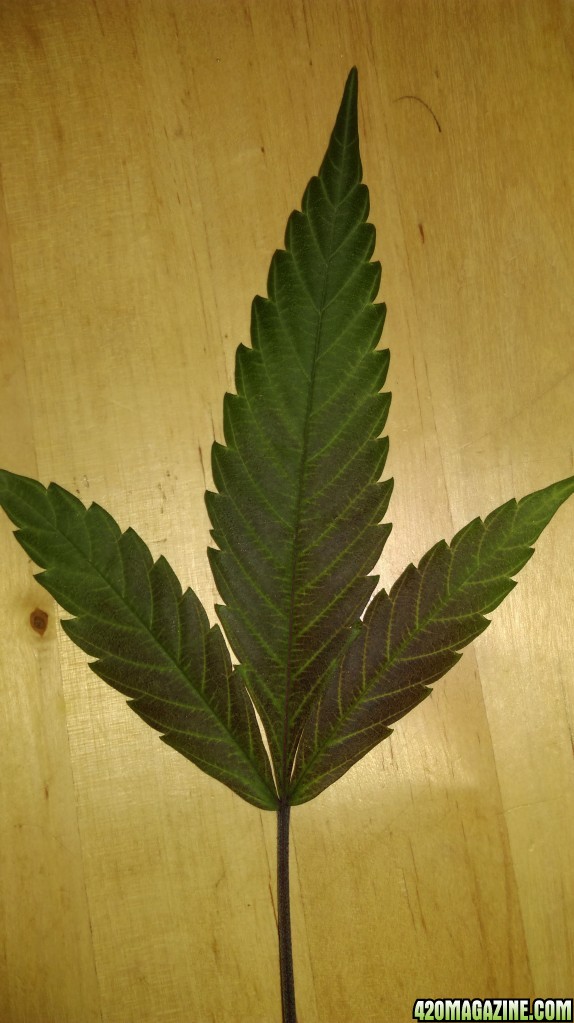 Leaf showing Phosphorous deficiency?