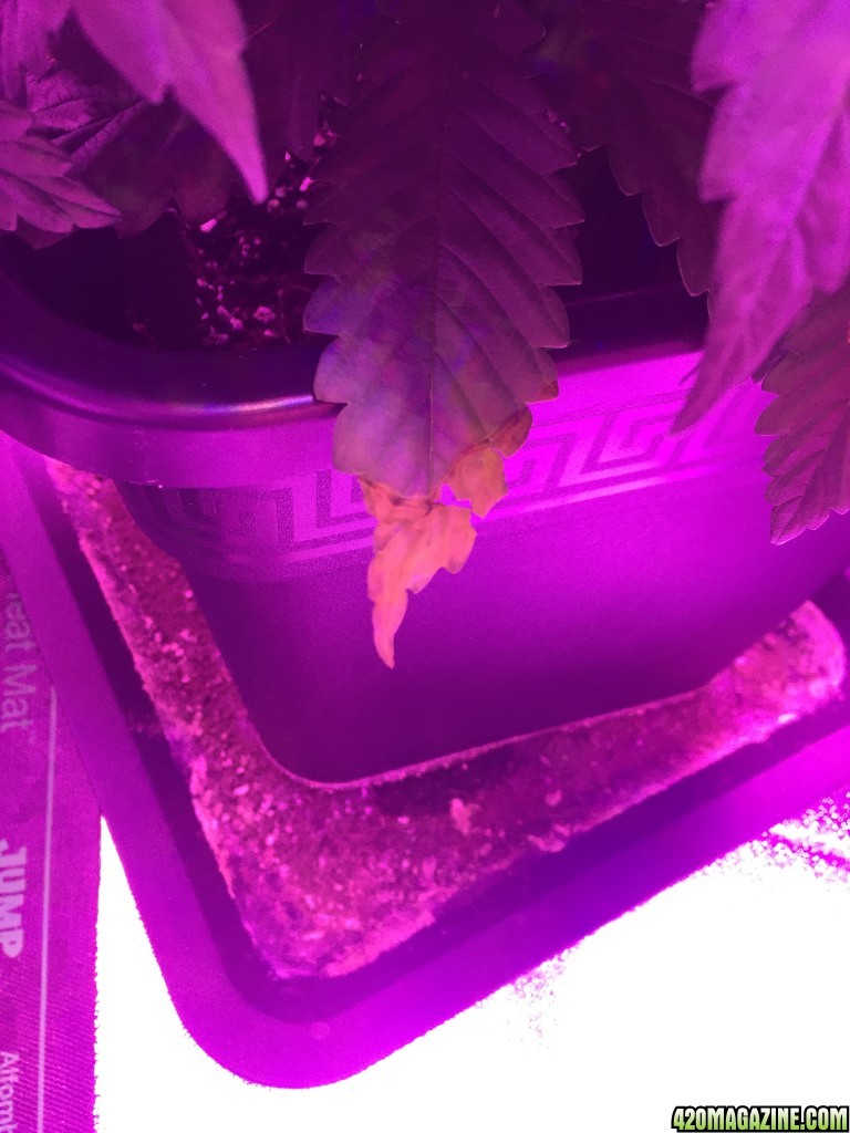 Leaf Tip Yellowing