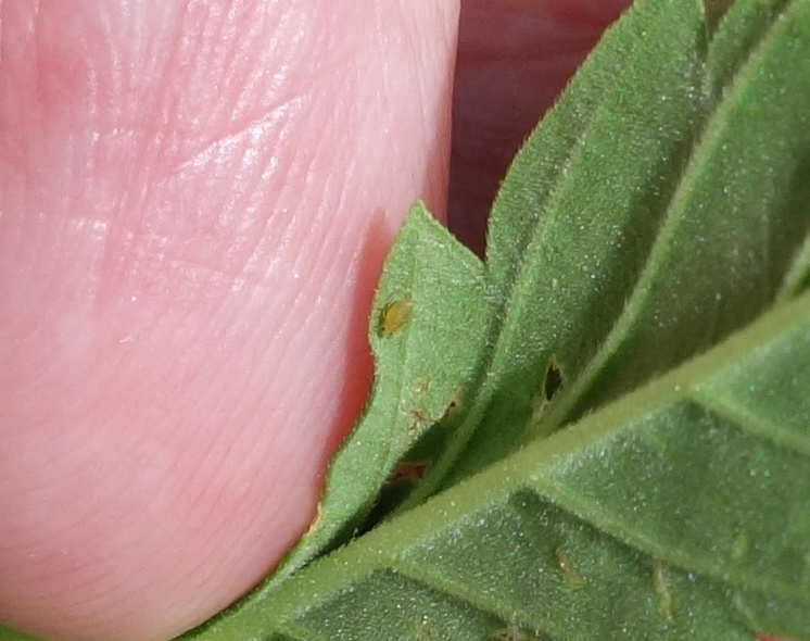 leaf underside, aphid?