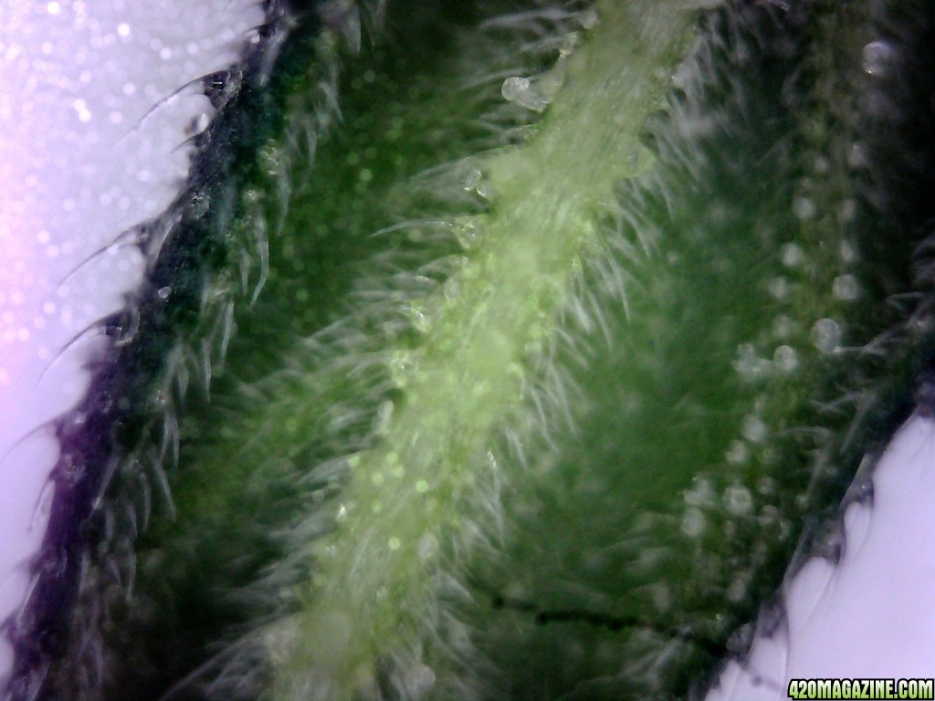 Leaf Underside Very Early Stage Trichomes @ ~400x