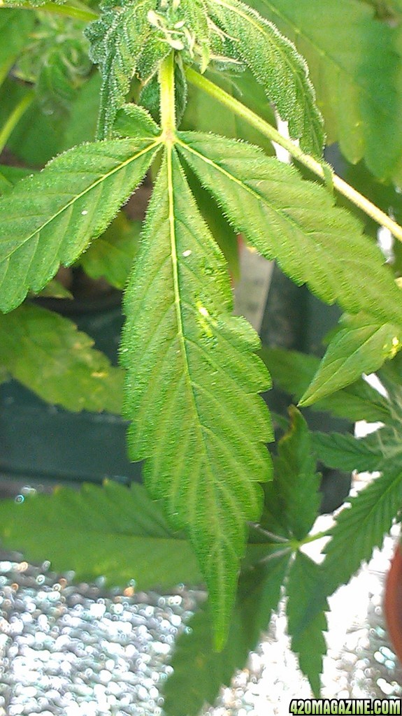 leaves are saggy and spotty....please help!