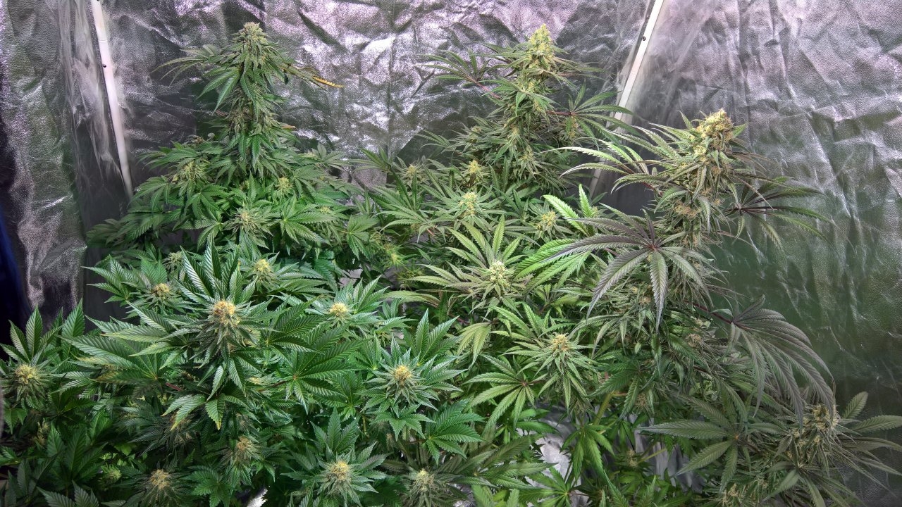 Left of tent Week8 Day1