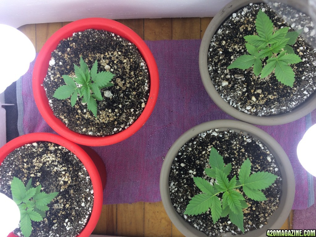 leweed's 2nd grow week 3-4