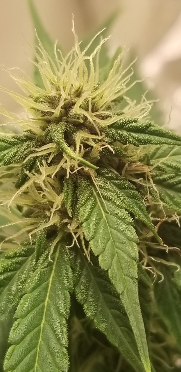LH Auto: Getting frosty