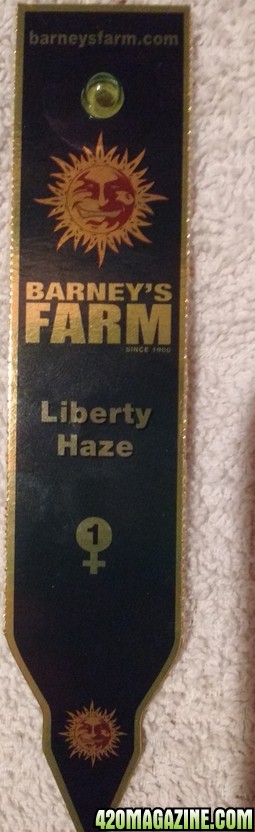 Liberty Haze (Barney