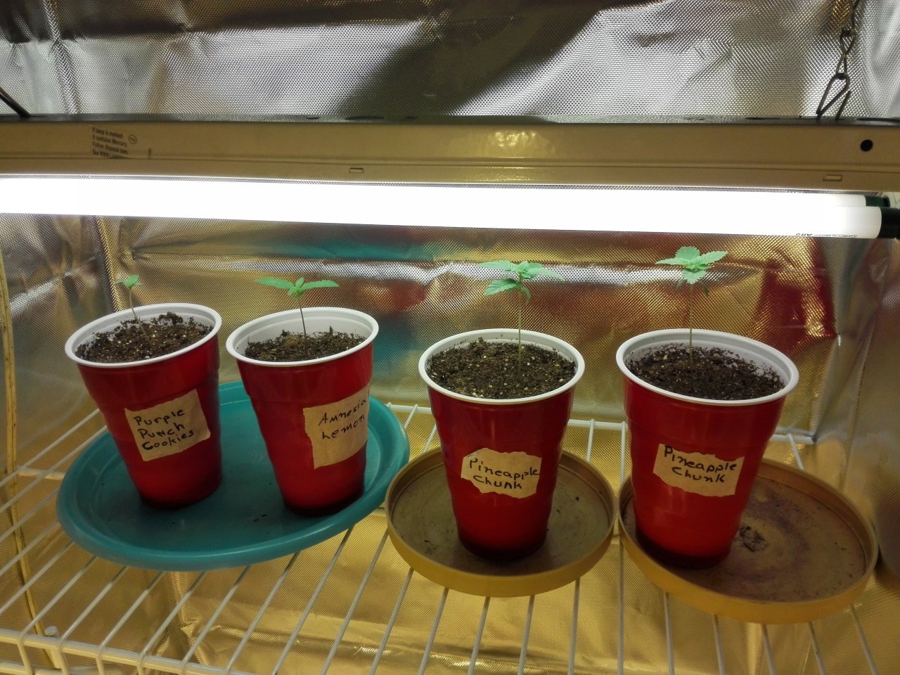 Lights on seedlings (Close as possible)