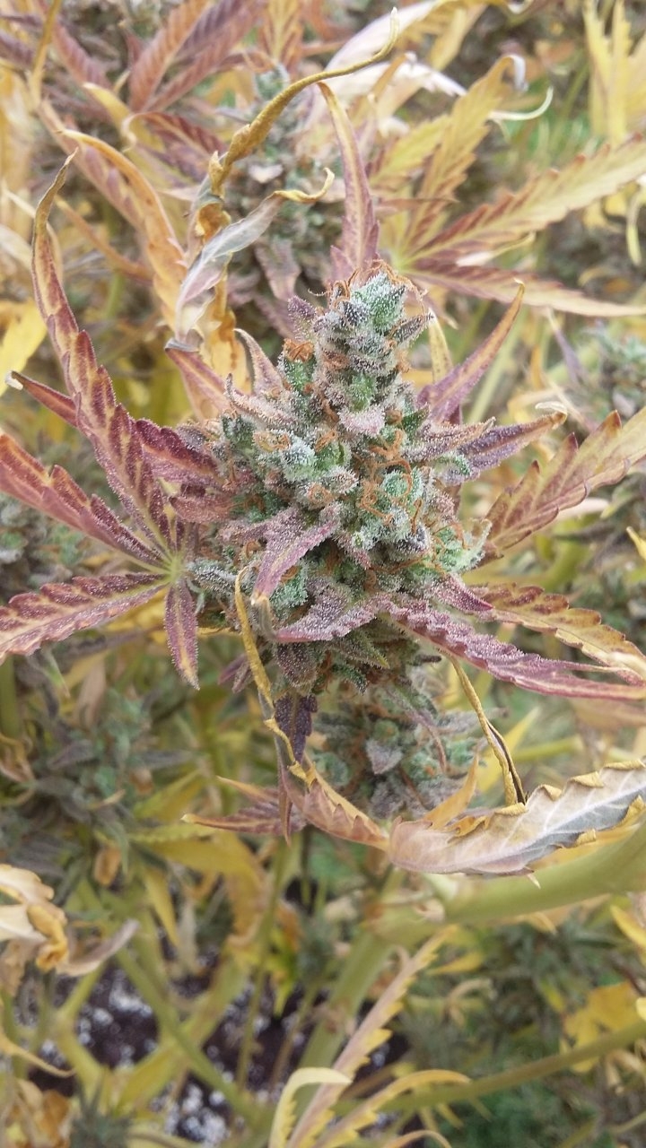 Love the colour on the pineapple buds.jpg