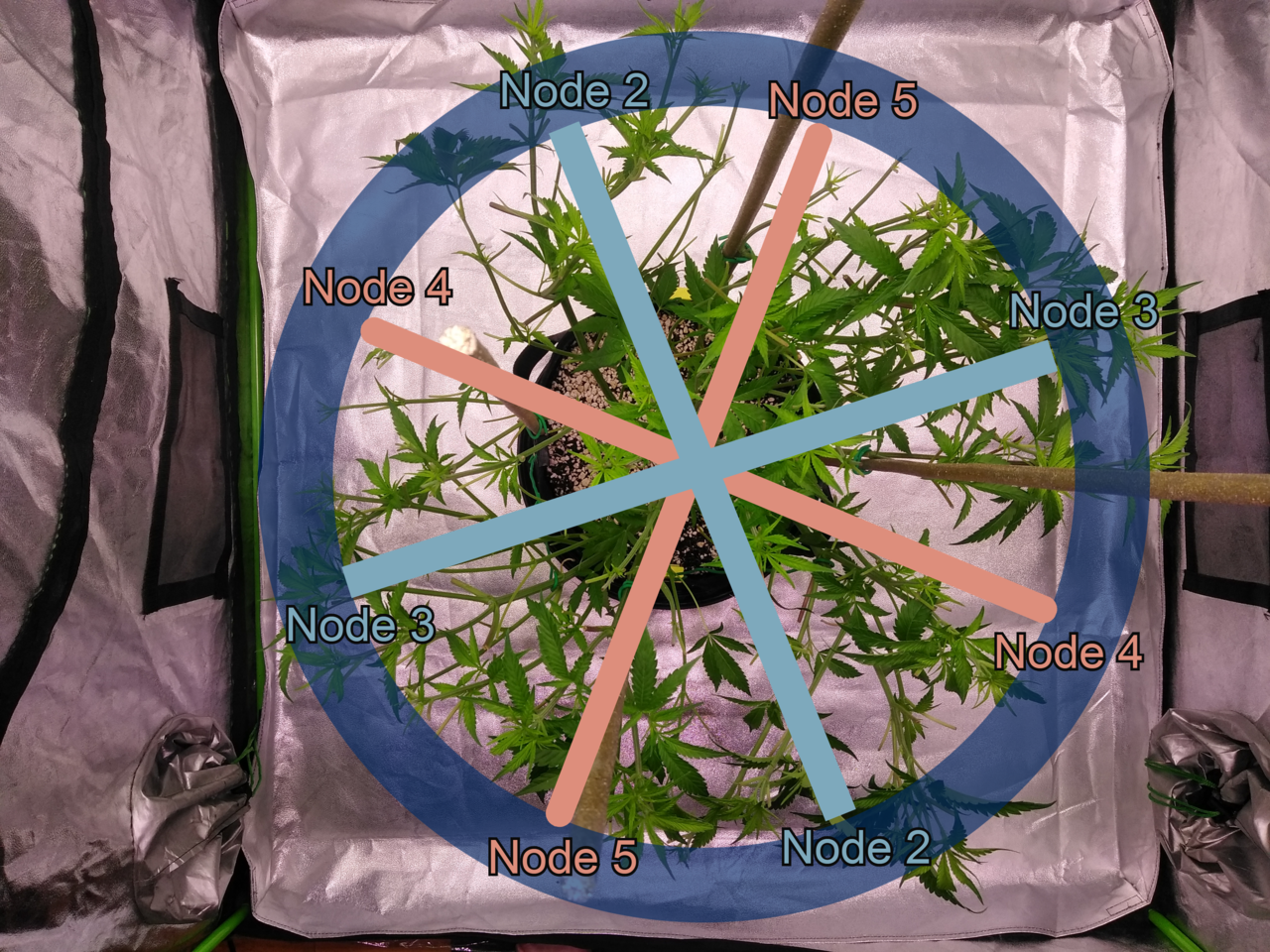 Low Stress Training (LST) - 7 Node Strategy