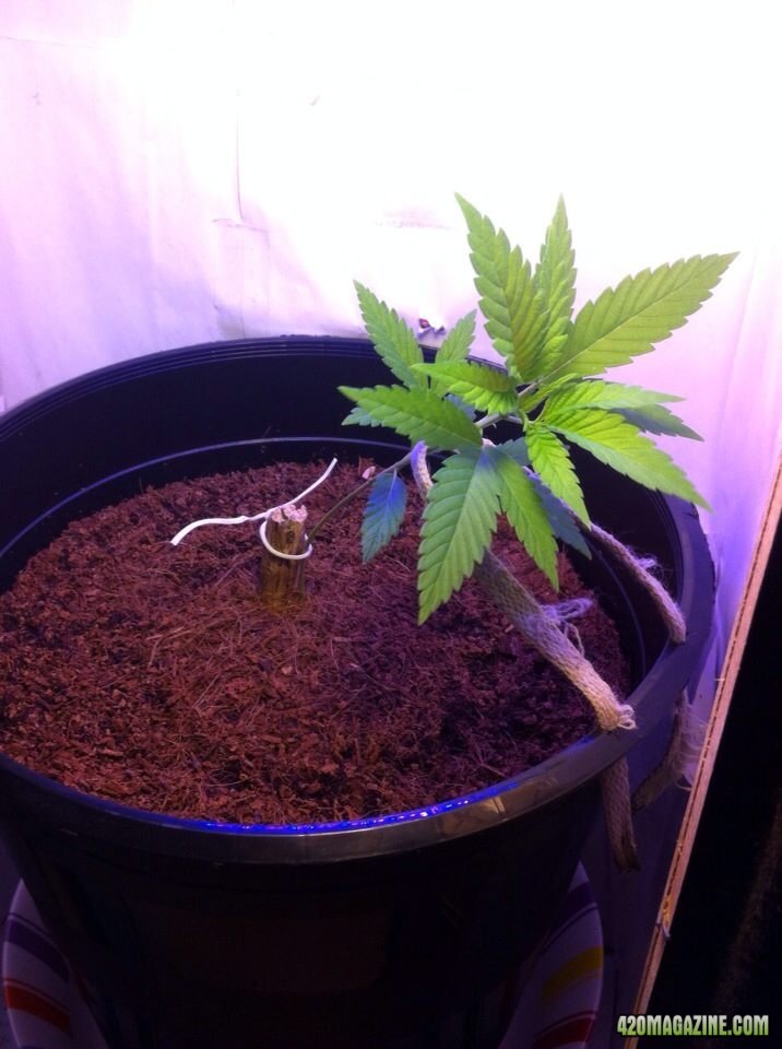 Low Stress Training. RS (bag seed)
