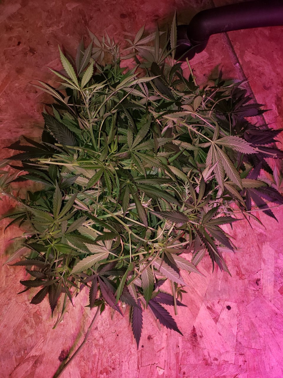 Lower branches removed from GSC in flower