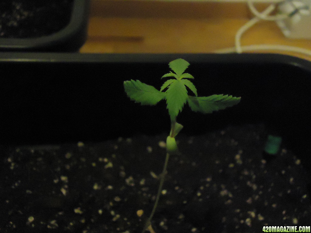 LSD strain slow growth with tweested first leaves