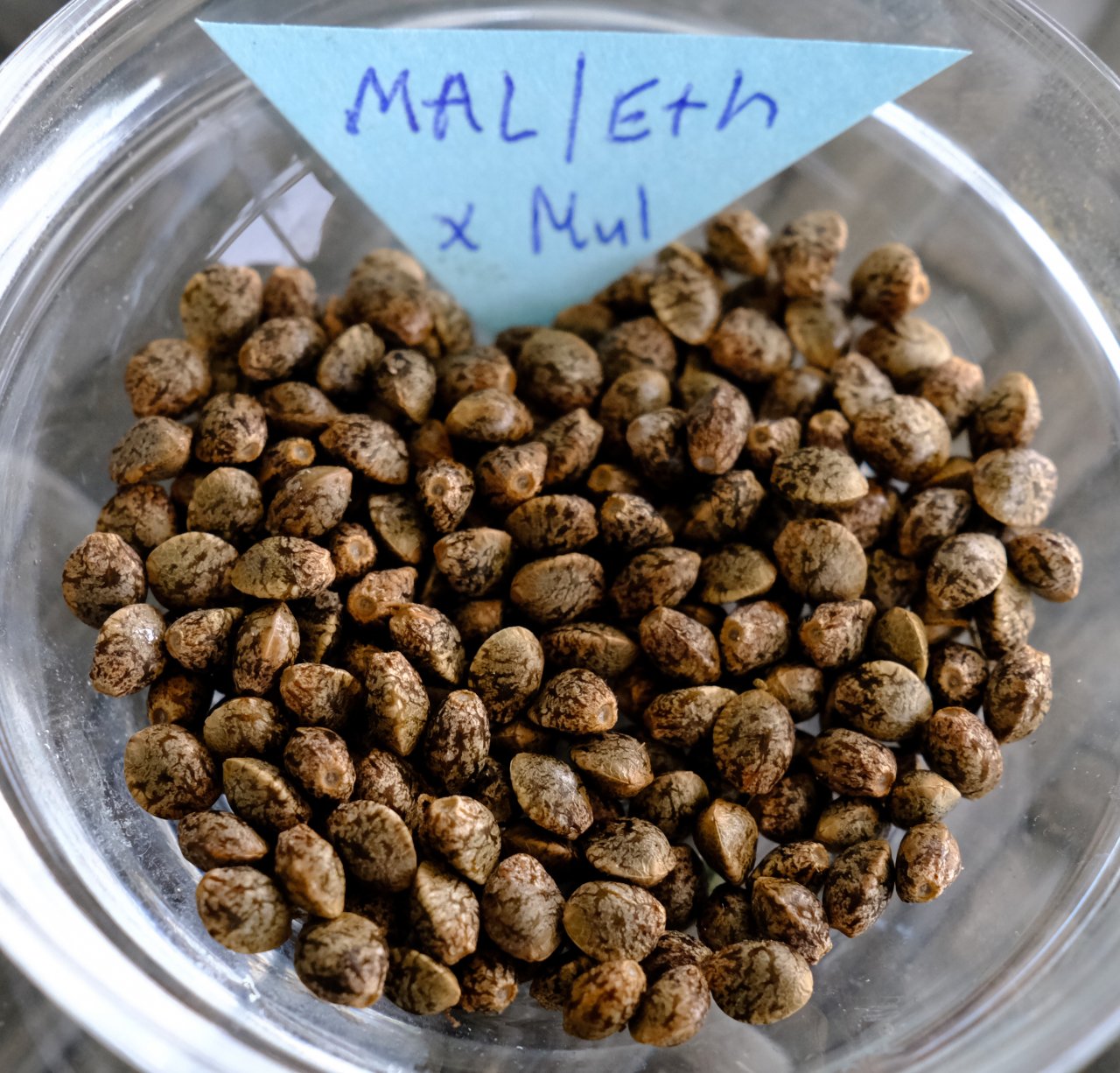 Malawi/Ethiopian x Mulanje seeds