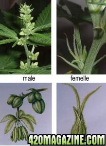 MALE-FEMALE-plant-cannabis-218x300