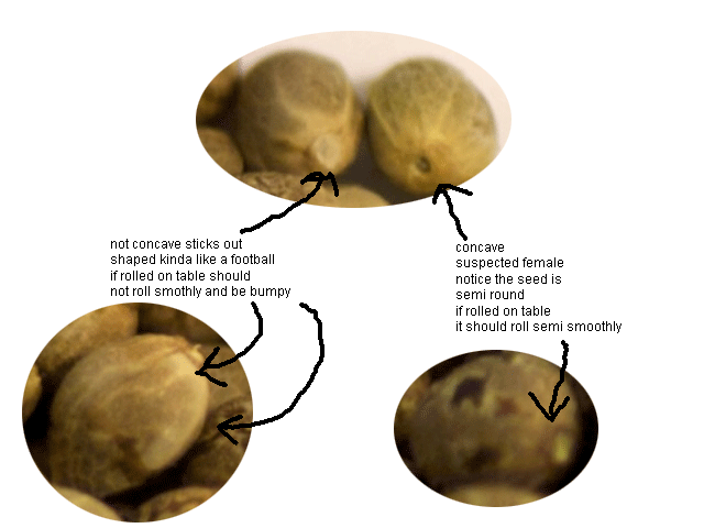 male/female seed comparison