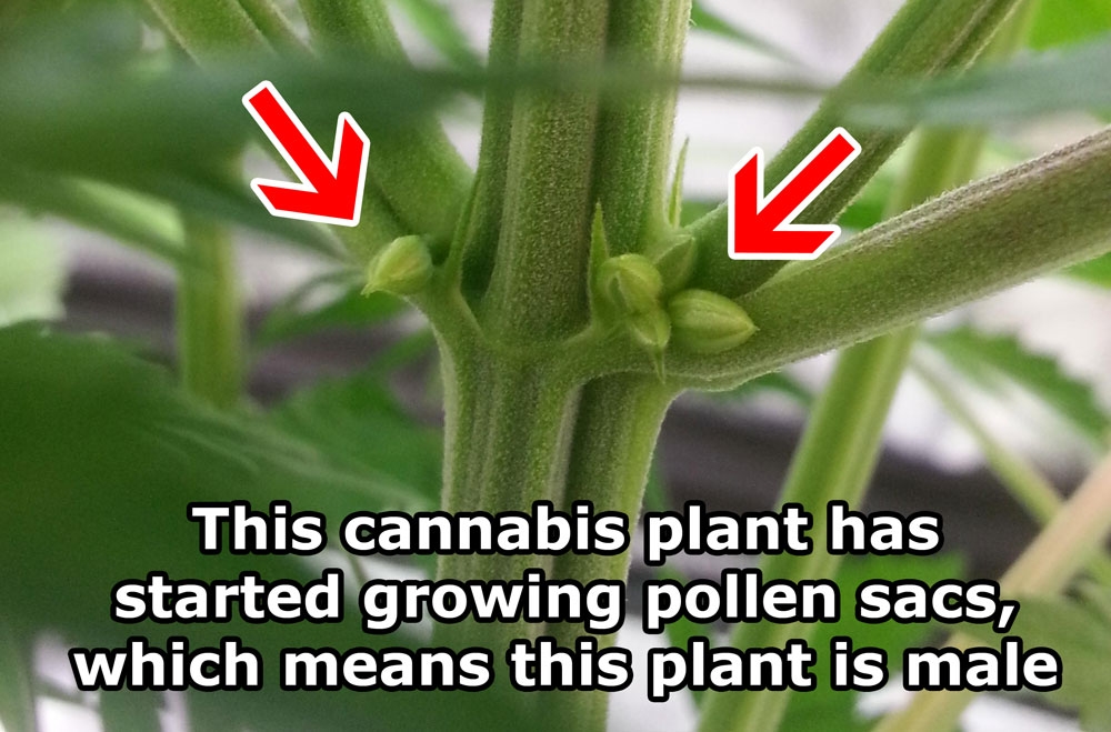 male-pollen-sacs-cannabis.jpg