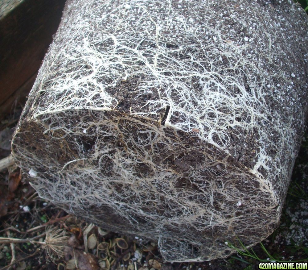 Male_Root_Ball2