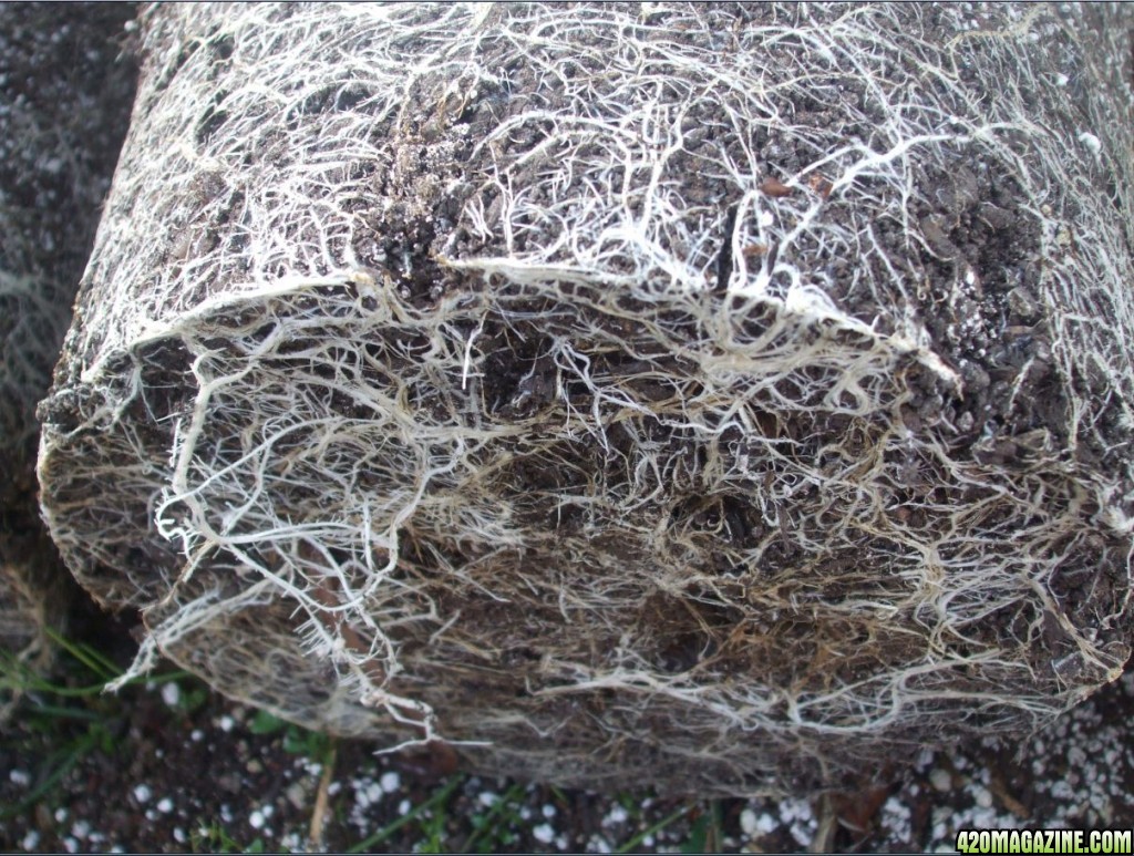 males_root_ball1
