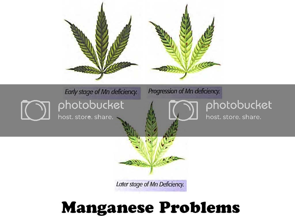 MANGANESE-PROBLEMS.jpg