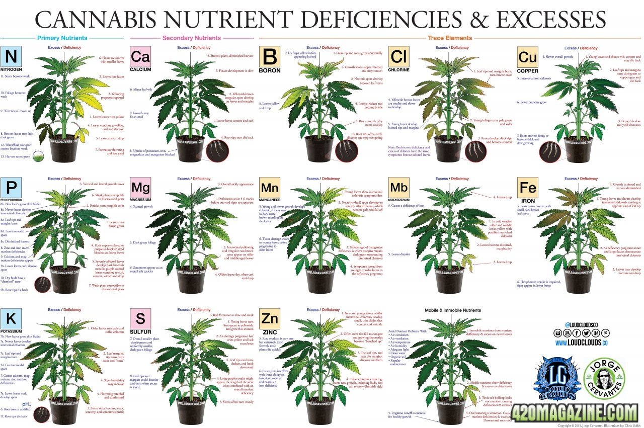marijuana-deficiency-chart-jorge-cervantes.jpg