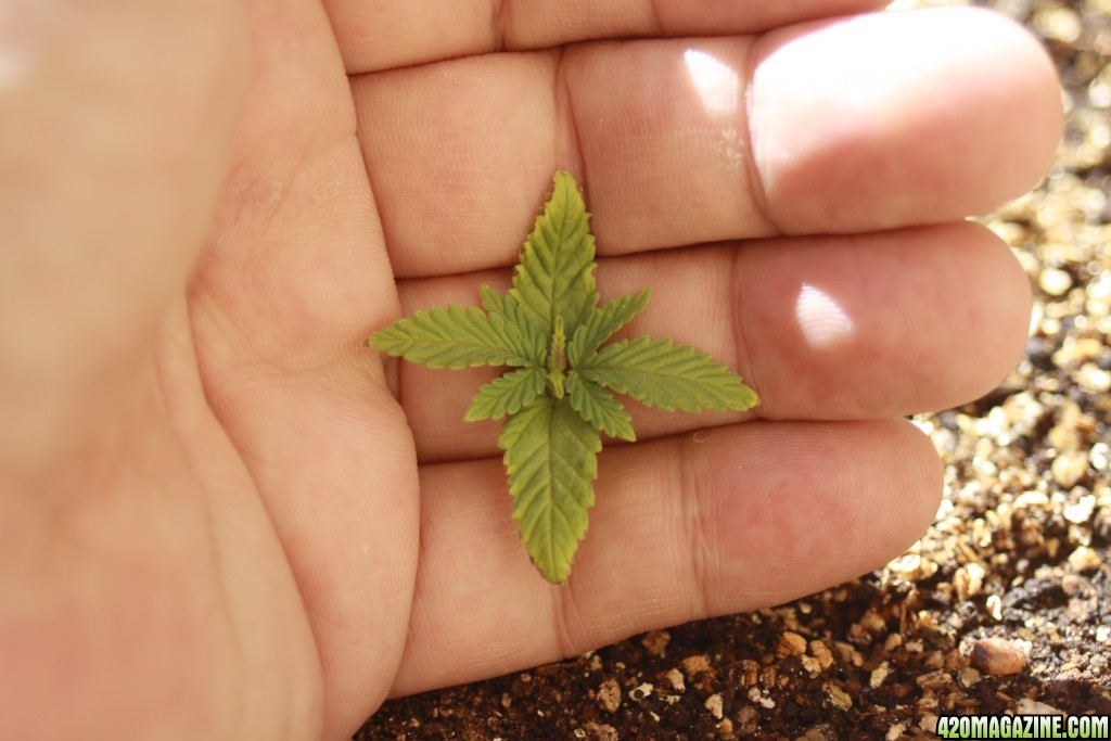 marijuana-grow-2015-seedling-week-three-day-16