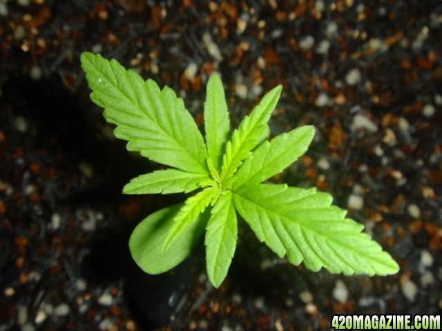 marijuana-seedling