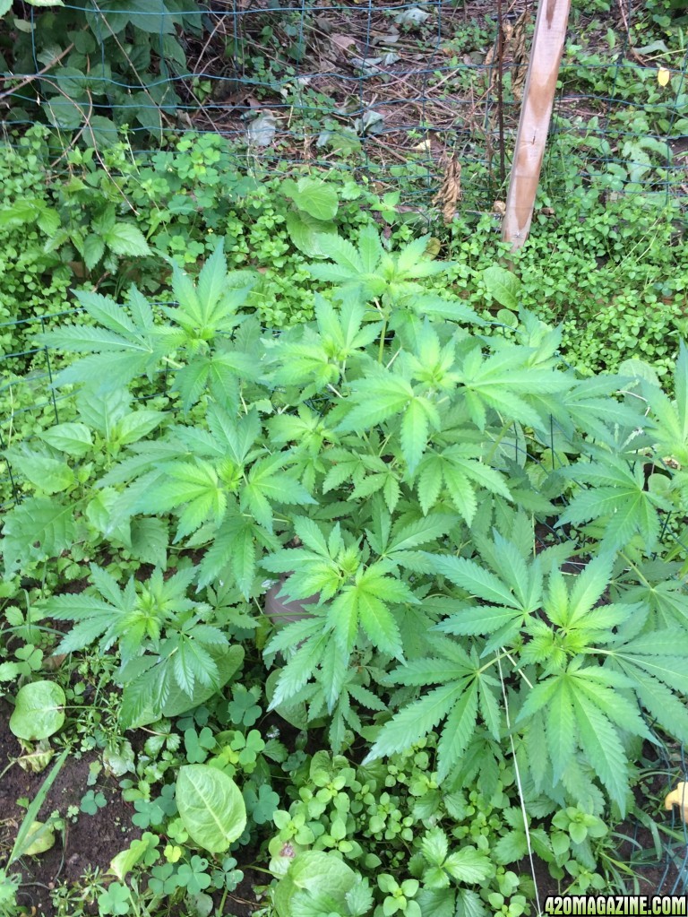 Massachusetts outdoor grow