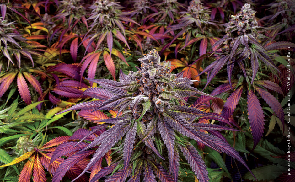 maximum-yield-cannabis-harvest-white-walker-kush-broken-coast.jpg