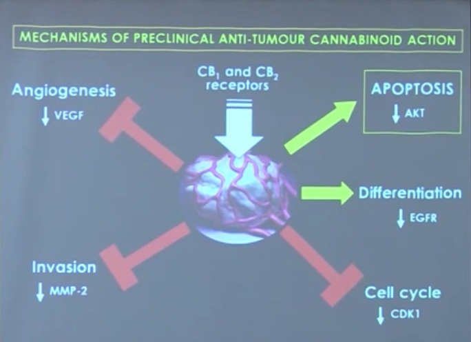 Mechanisms of preclinical anti-tumour cannabinoid action