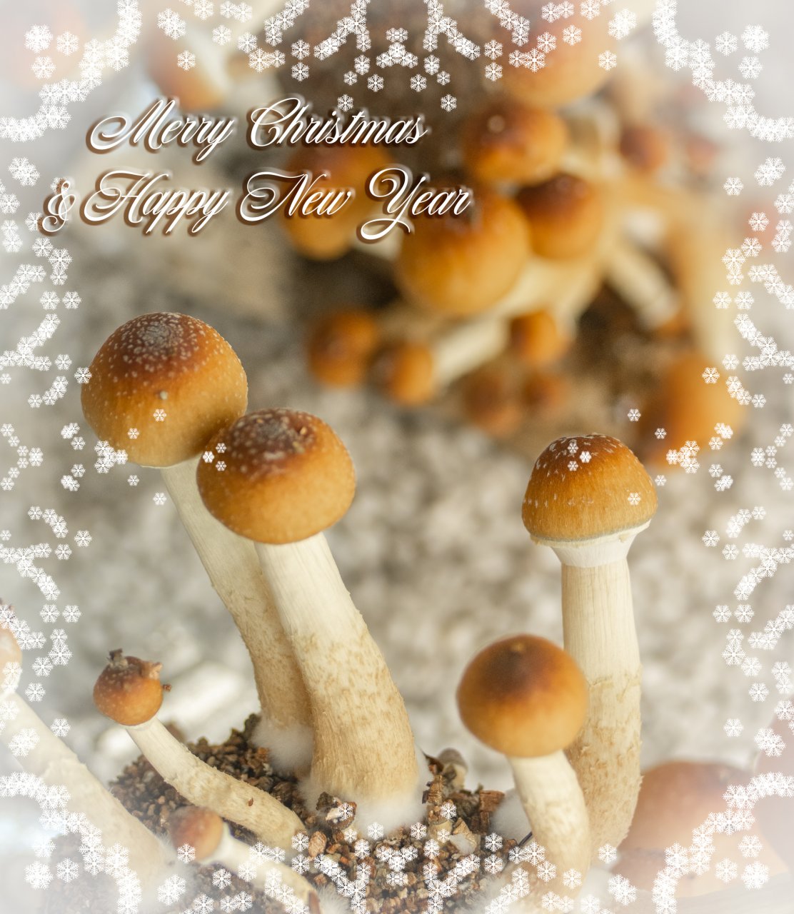 Merry Christmas & Happy New Year Shrooms.jpg