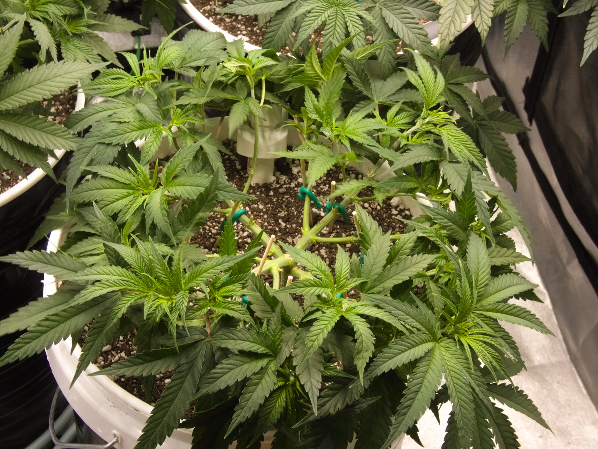 MEVOOP Day 56 (after trim)