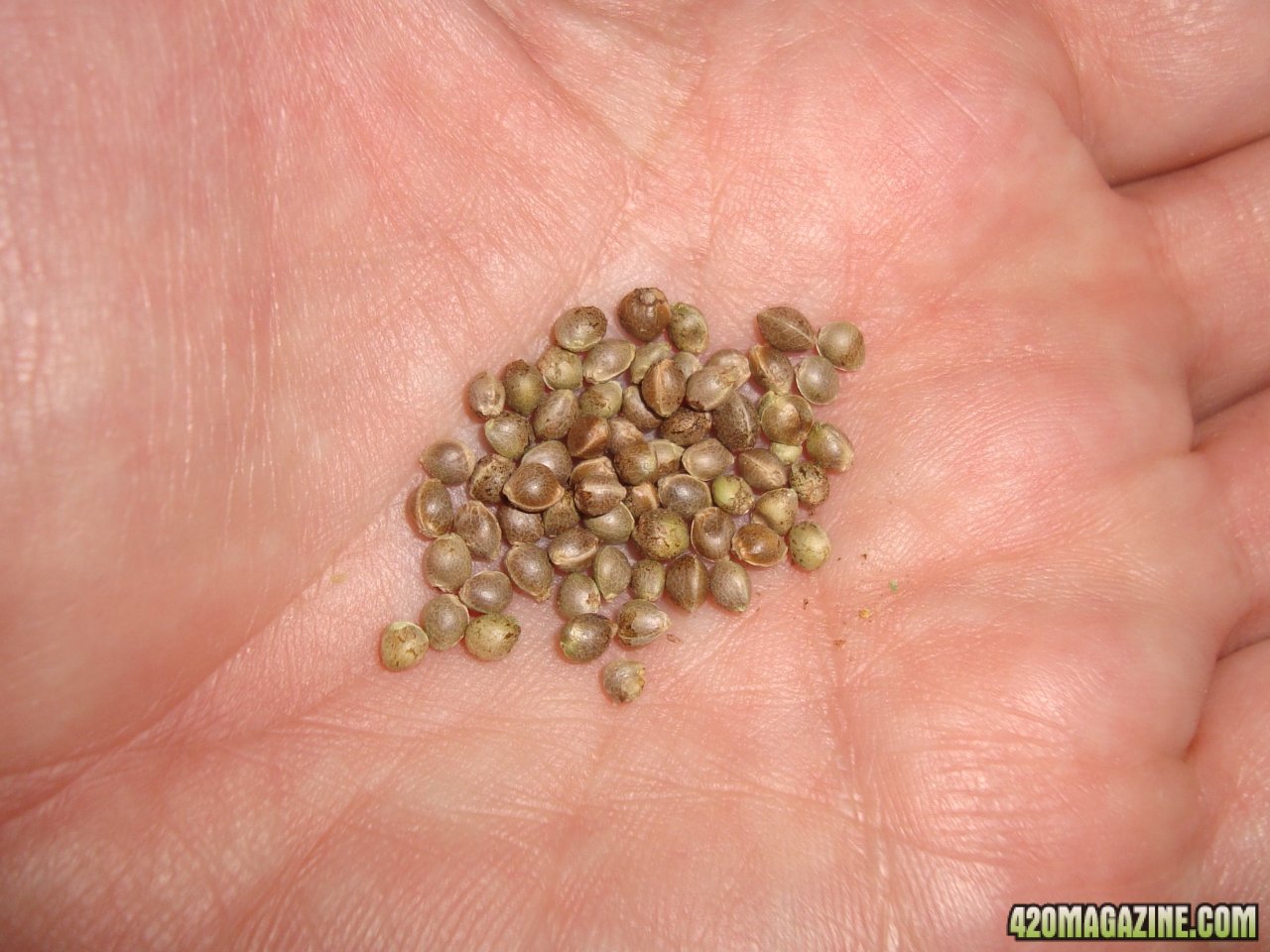 MG40 seeds 2.jpg