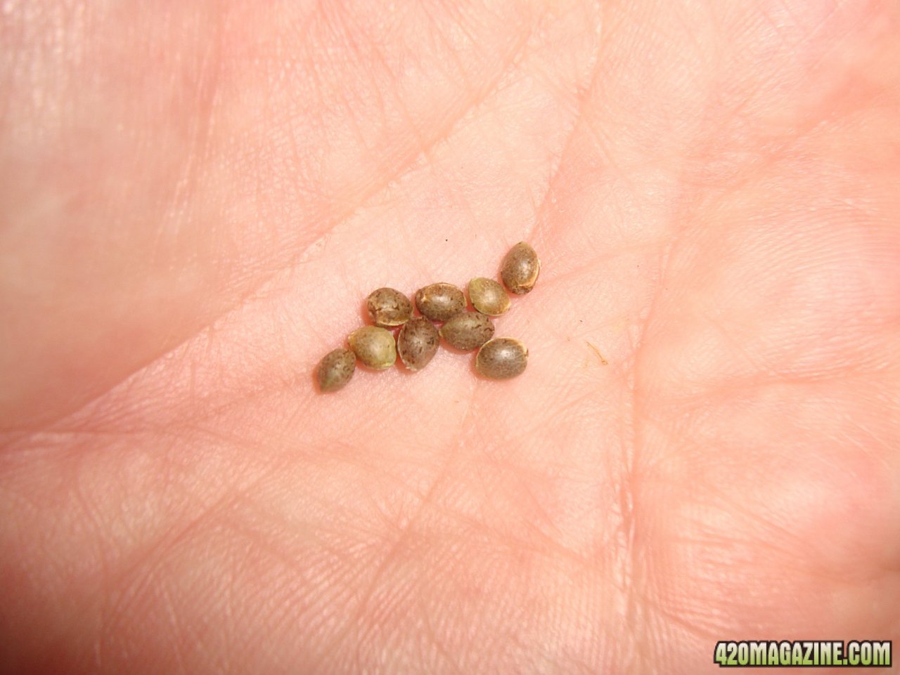 MG40 seeds 3.jpg