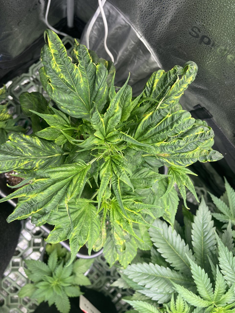 Mimikry Mutation - day 42 - top view