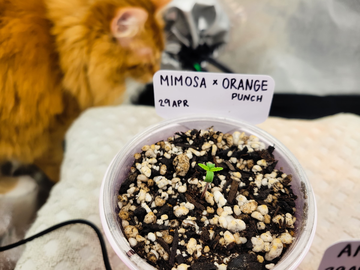 Mimosa Evo X Orange Punch Day 2