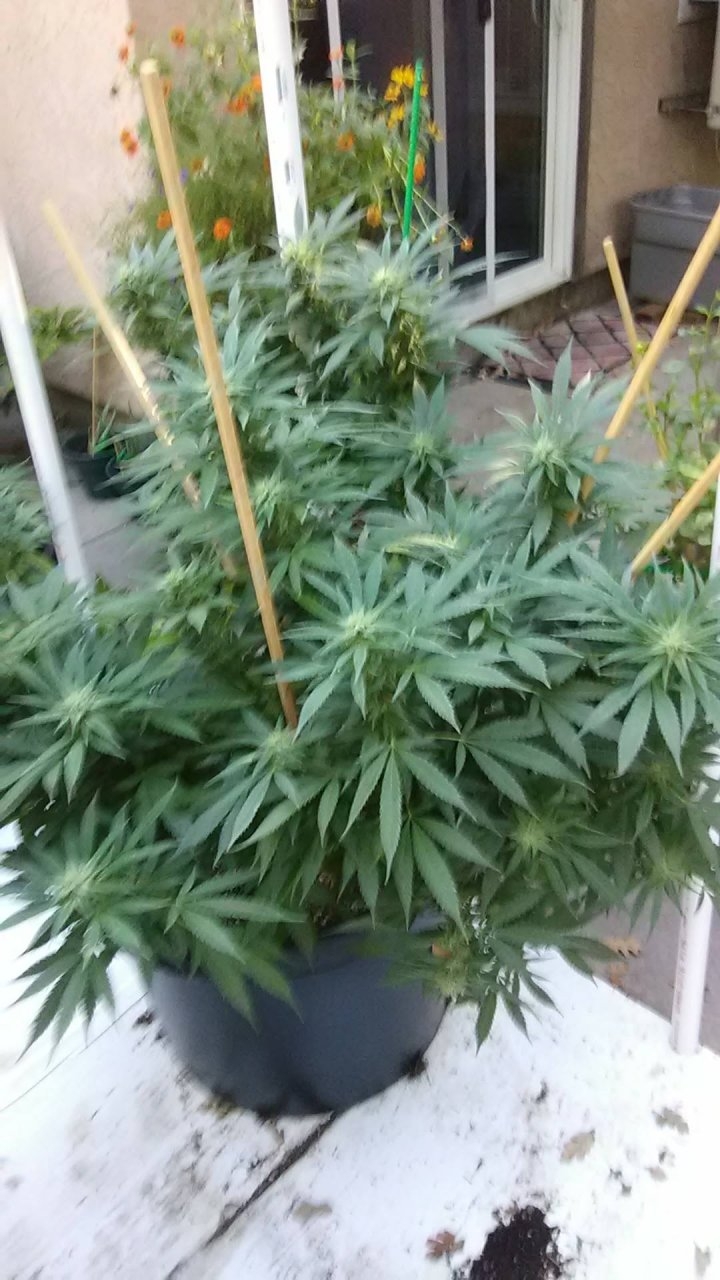 Mirage buds are stacking nicely