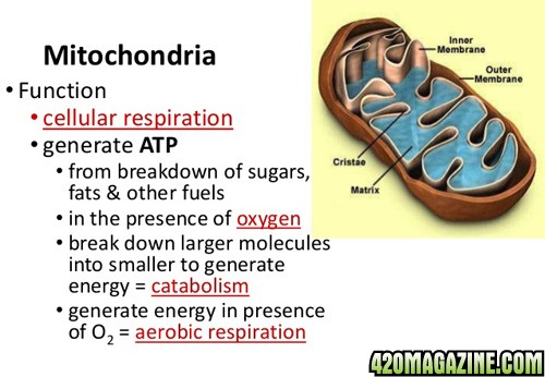 mitochondria-4-638