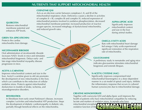 Mitochondrial_graphic1