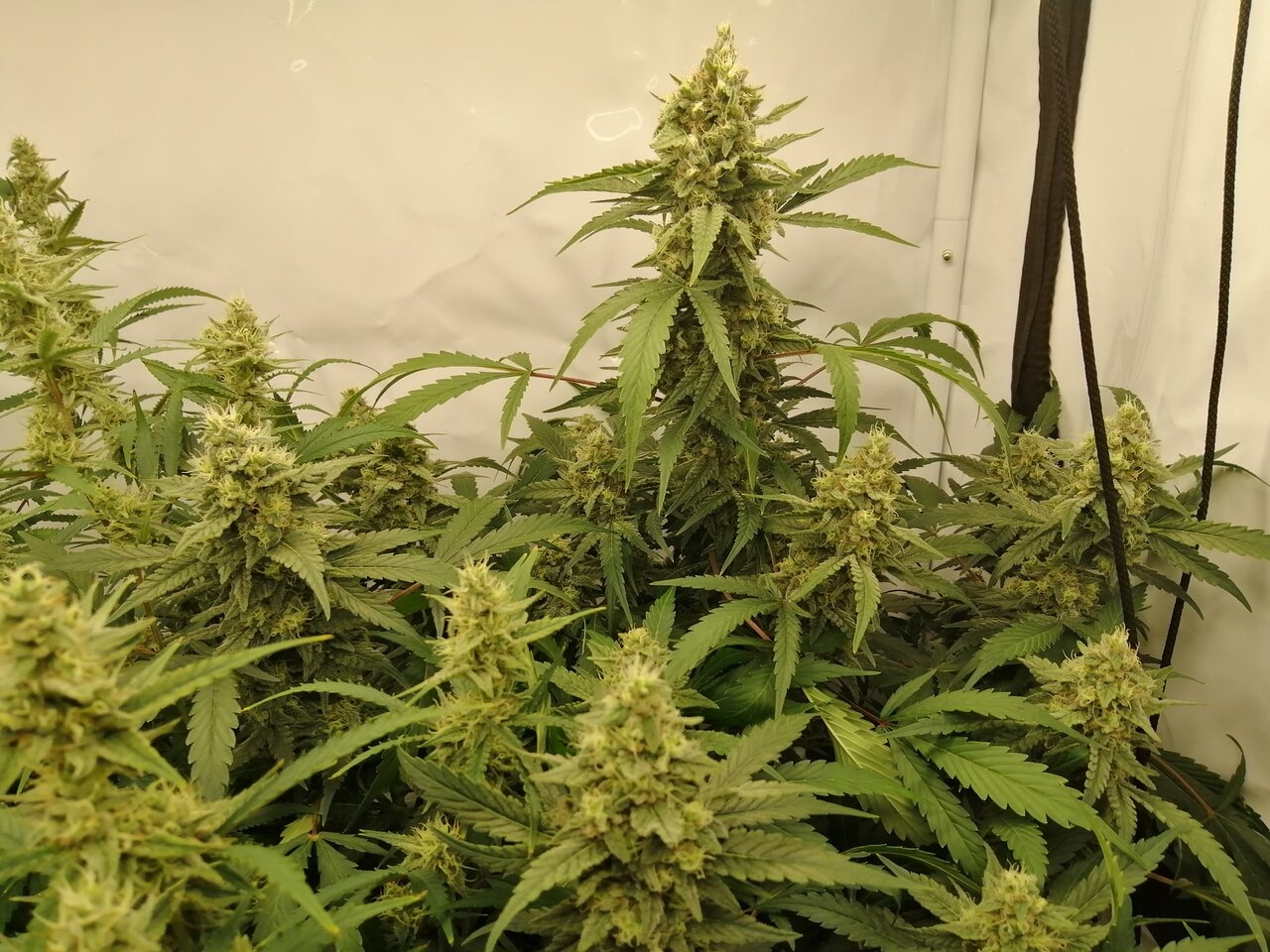 Mixed Strains Scrog - Day 35 Of Flower